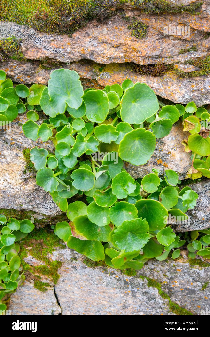 Ombilicus rupestris plante dans une pierre. Banque D'Images