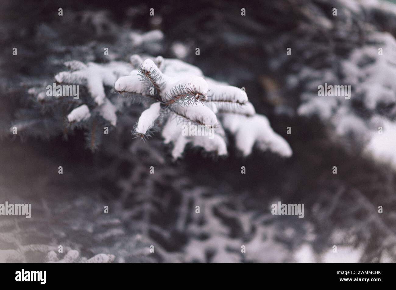 Gros plan du tronc d'arbre enneigé en hiver Banque D'Images