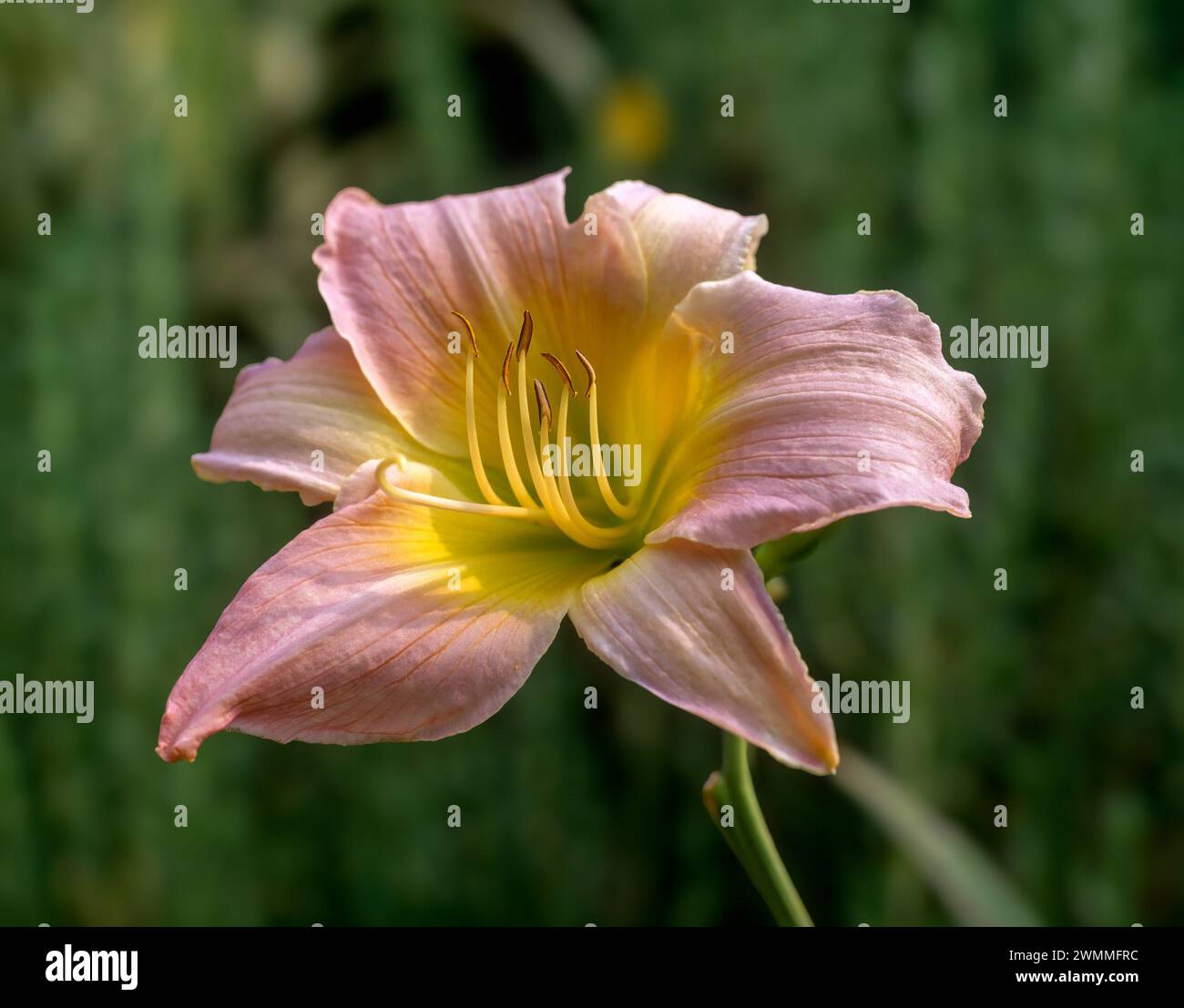 Gros plan d'une seule fleur de lys Hemerocallis 'Catherine Woodbury' rose pâle et jaune poussant à English Garden, Angleterre, Royaume-Uni Banque D'Images