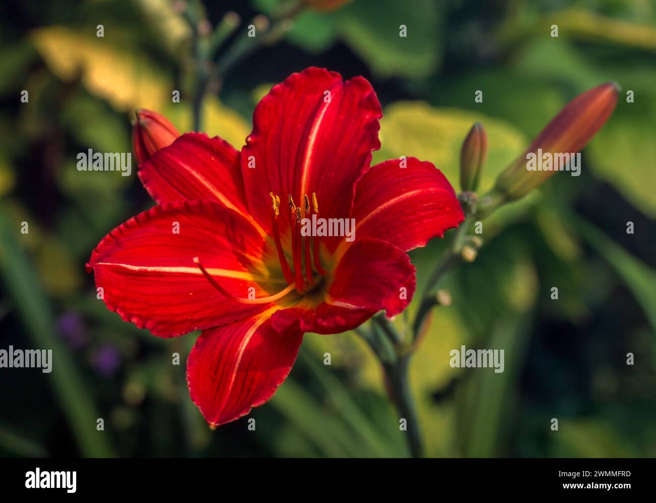 Gros plan d'une seule fleur rouge vif avec une bande jaune Hemerocallis 'Stafford' Daylily / Lily croissant dans English Garden, England, UK Banque D'Images