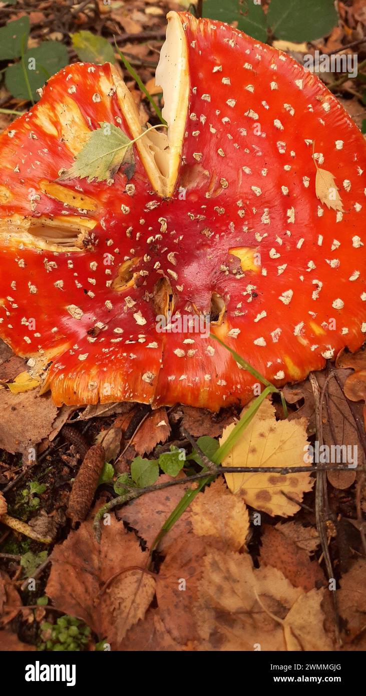 Agarique de mouche (Amanita muscaria), mature et fissuré vu sur un lit de feuilles d'automne brunes et jaunes sur le sol de la forêt. Champignons toxiques hautement toxiques Banque D'Images