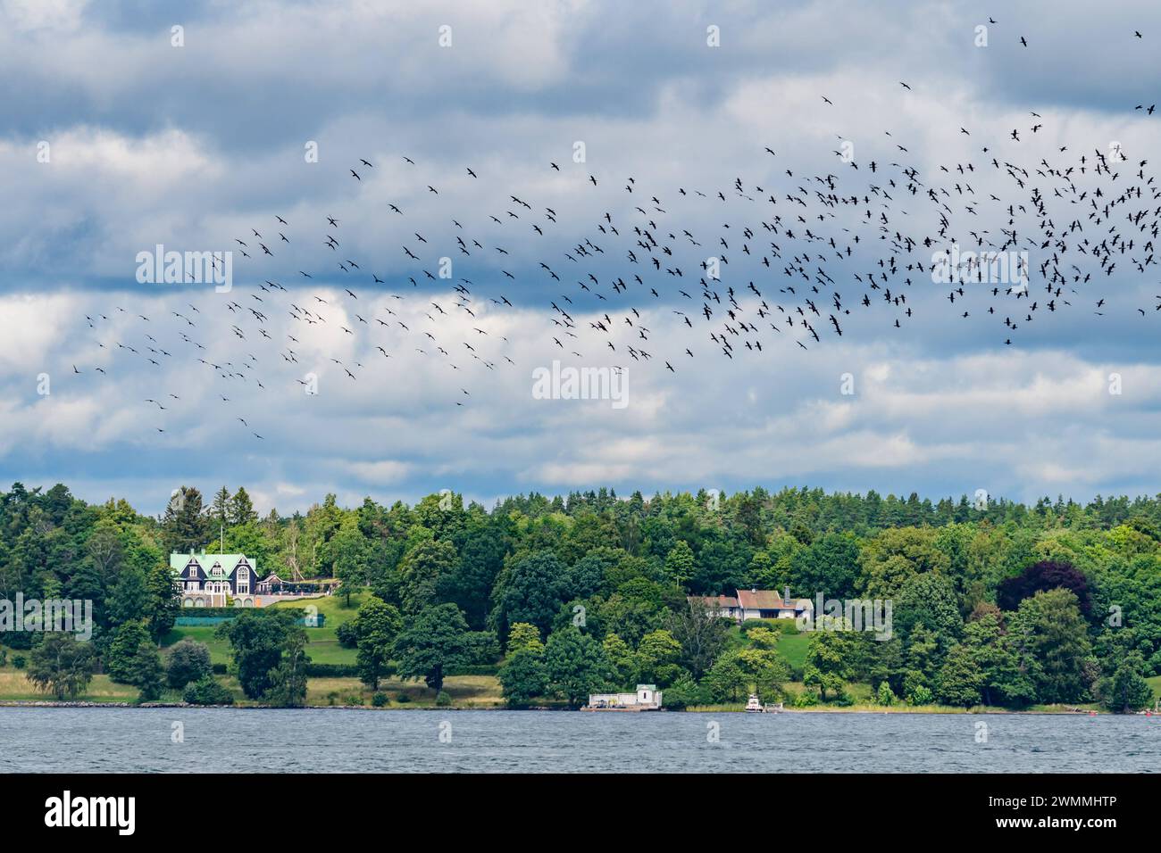 stockholm, suède, 02 août 2023, bâtiments et oiseaux vus de l'eau, Stockholms skärgard *** stockholm, schweden, 02 août 2023, Gebäude und Vögel vom Wasser aus gesehen, Stockholms skärgard Copyright : xWolfgangxSimlingerx Banque D'Images