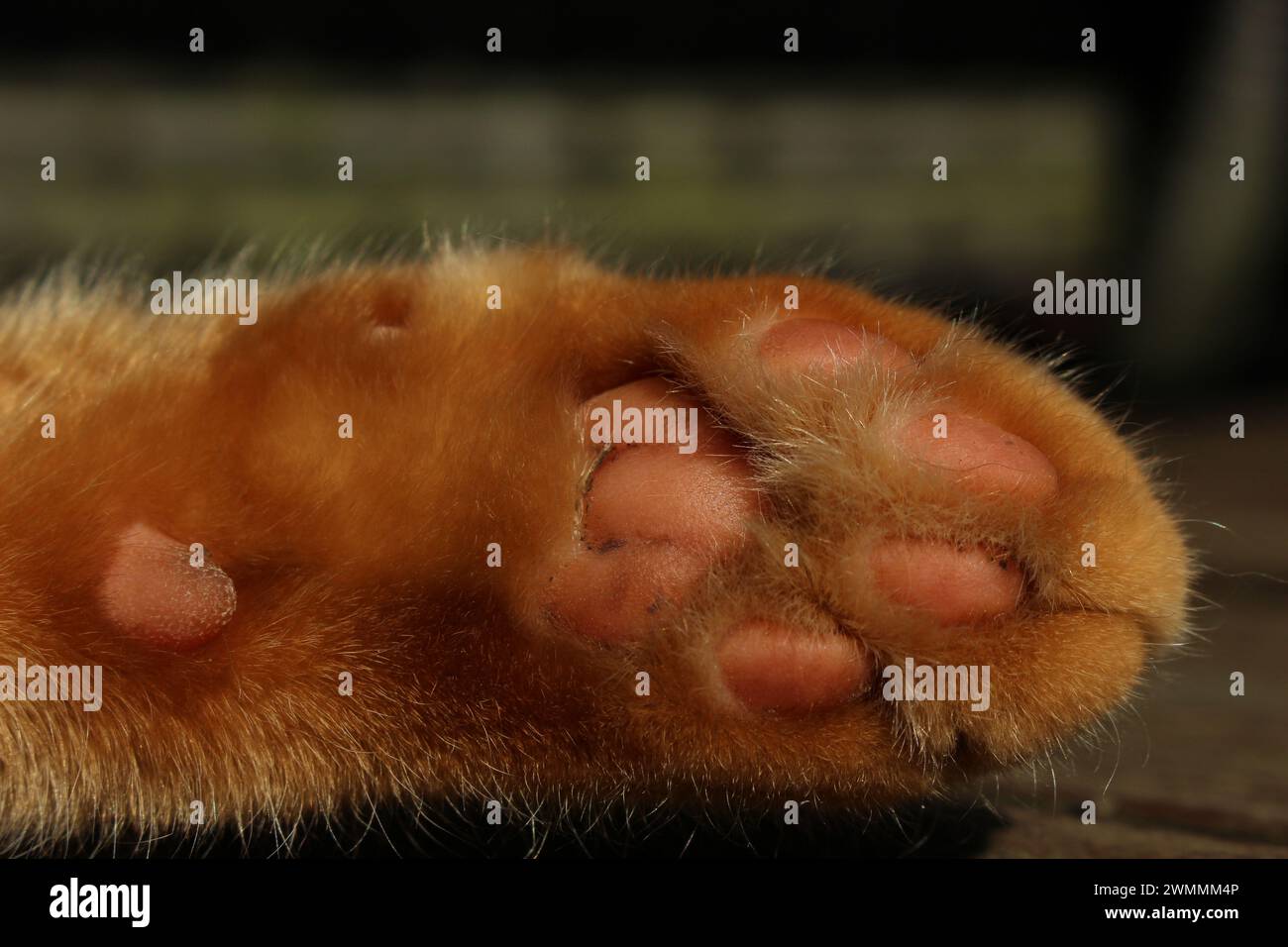 Gros plan sur les tampons numériques de chat au gingembre alias les haricots d'orteil aka les tampons de patte de chat ou de félin. Dessous de patte simple sur chaton rouge, félin, chat Banque D'Images