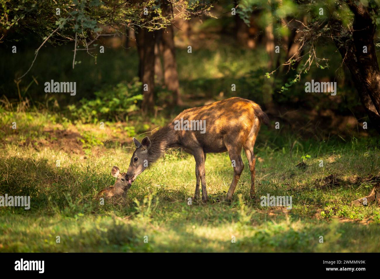 Mère sauvage sambar cerf ou rusa unicolor mère aimante soins infirmiers léchant son bébé faon dans le bacground vert pittoresque naturel dans le safari de saison d'hiver Banque D'Images