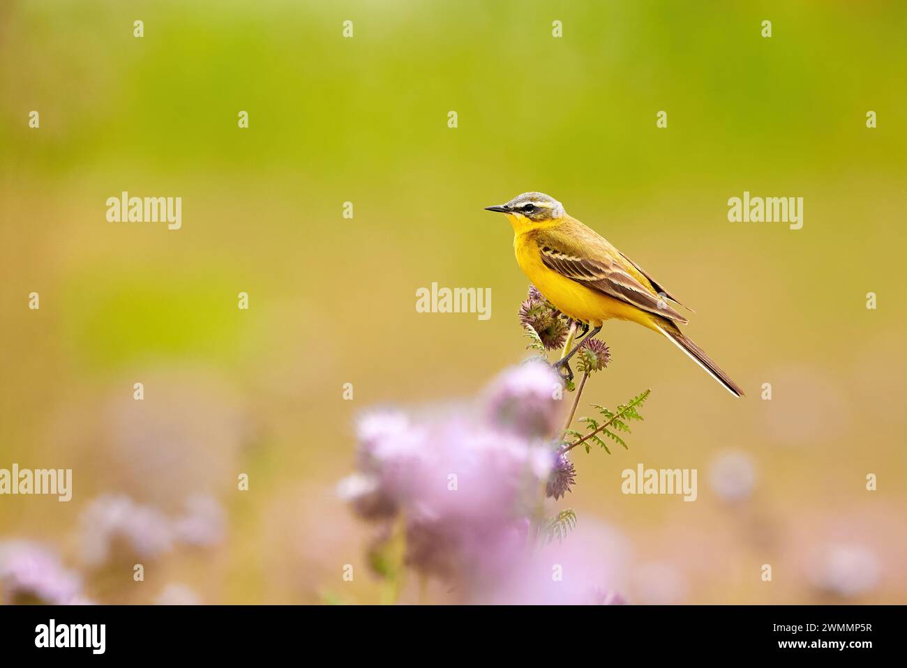 Oiseau Wagtail jaune occidental assis sur la plante Lacy phacelia (Motacilla flava) Banque D'Images