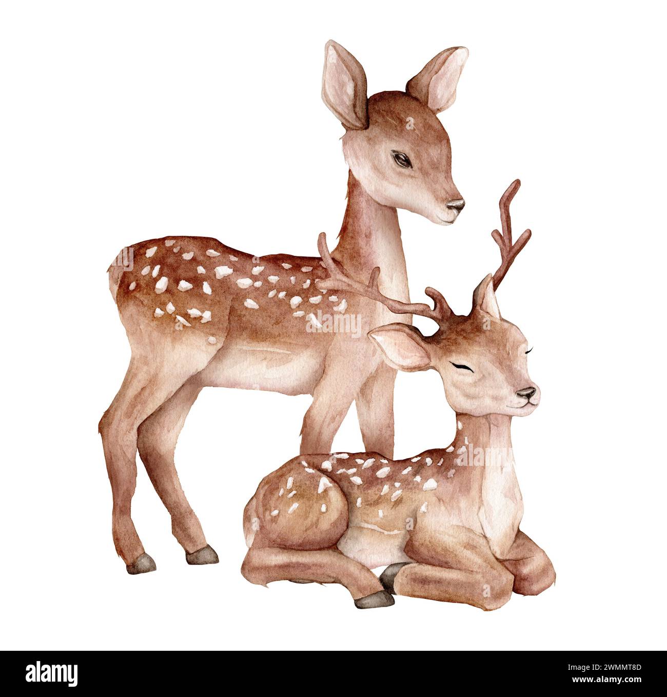Aquarelle deux cerfs. Cerf tacheté isolé sur fond blanc. Modèle d'animal sauvage peint à la main pour le tissu. Animal réaliste pour la conception et l'impression ou Banque D'Images