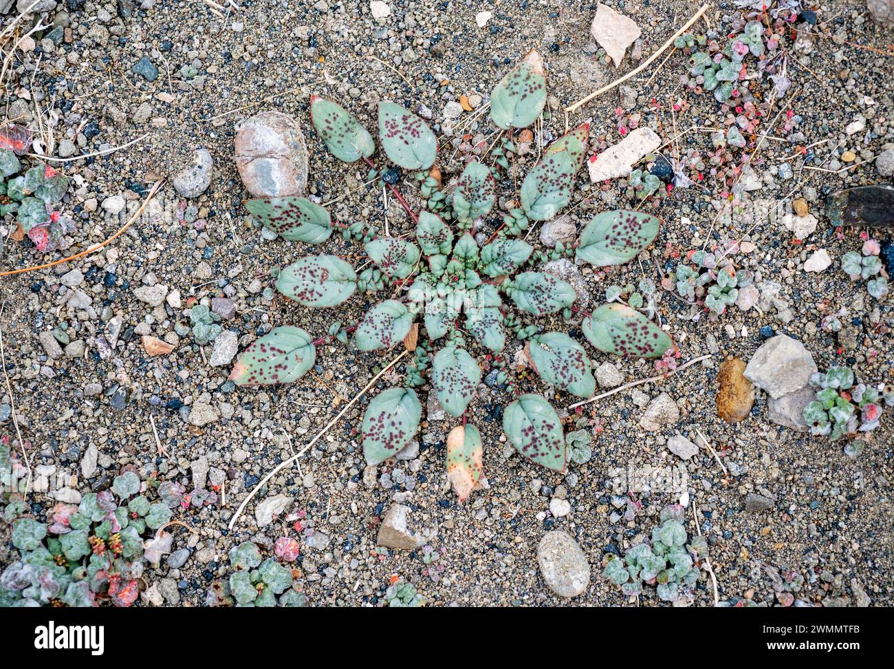 Little Desert Trumpet, Wild Buckheat, Eriogenum trichope Banque D'Images