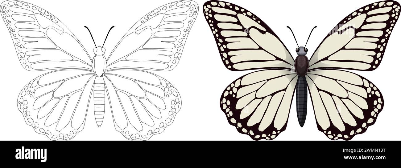 Graphique vectoriel d'un papillon, coloré et délimité. Illustration de Vecteur