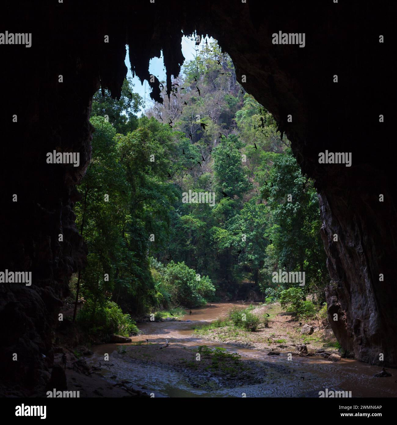 Belle grotte de Tham Lod dans le nord de la Thaïlande. Vue sur la forêt tropicale verte depuis la grotte. Banque D'Images