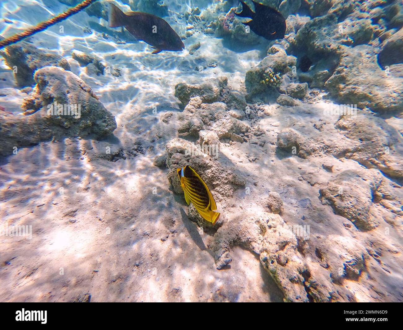 Le butterflyfish tropical Diagonal ou Raccoon connu sous le nom de chaetodon fasciatus sous l'eau au récif corallien. Vie sous-marine de récif avec coraux et tropica Banque D'Images