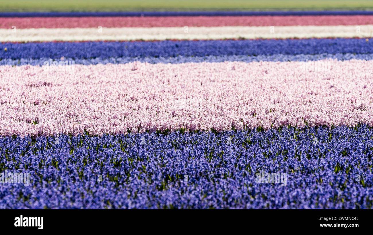 Ce champ de bulbes montre des fleurs dans de belles couleurs au printemps et pousse dans le paysage néerlandais sur de grandes terres agricoles comme une culture agricole pour la fleur Banque D'Images
