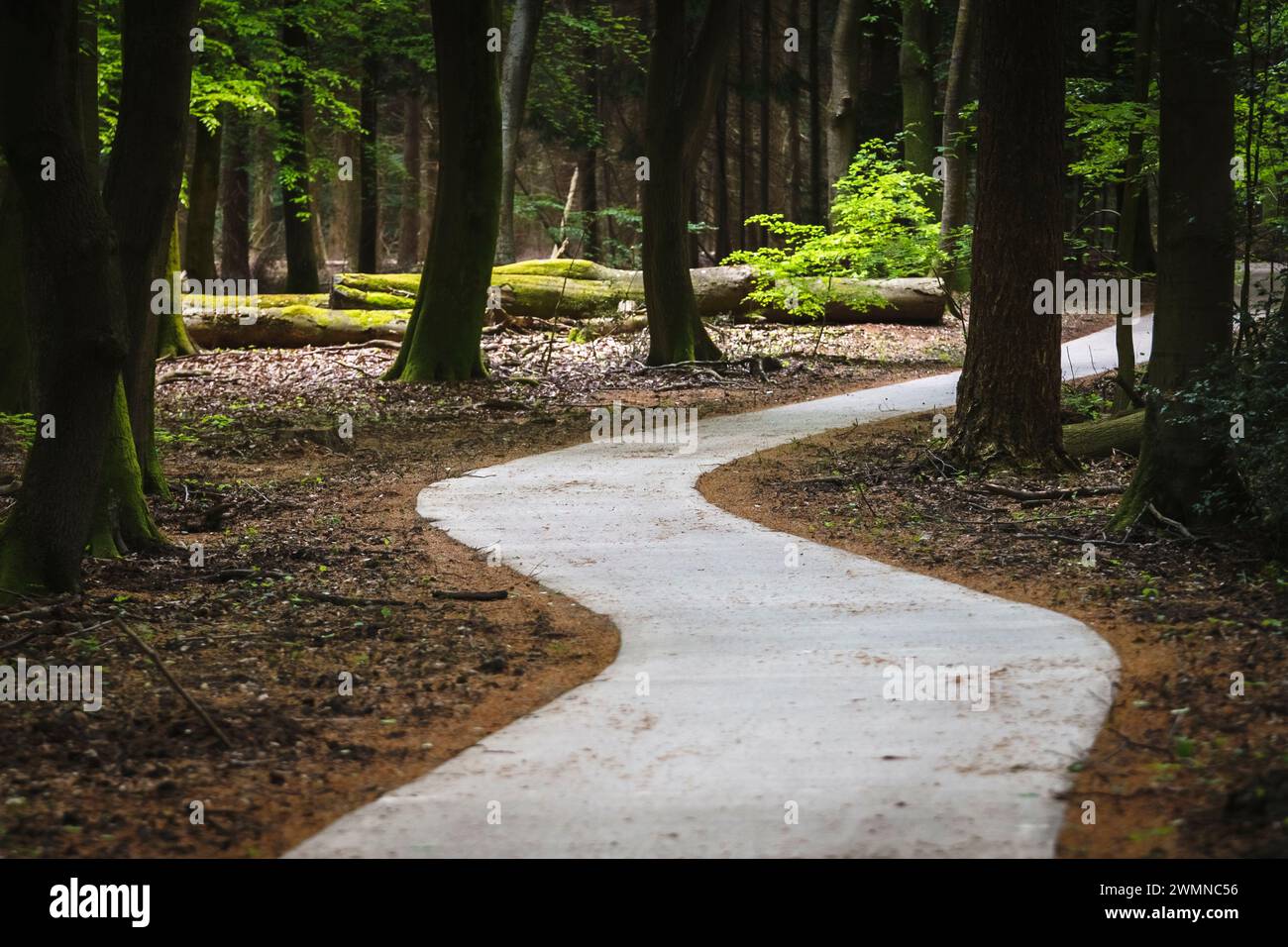 Passerelle en béton sinueuse à travers la forêt avec des arbres à feuilles caduques dans la réserve naturelle néerlandaise Banque D'Images