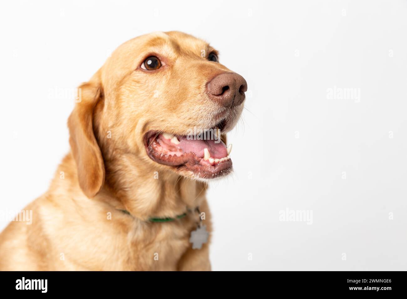 Gros plan portrait de studio horisontal d'un labrador retriever souriant sur un fond blanc. Concept d'élevage de chiens pour animaux domestiques Banque D'Images