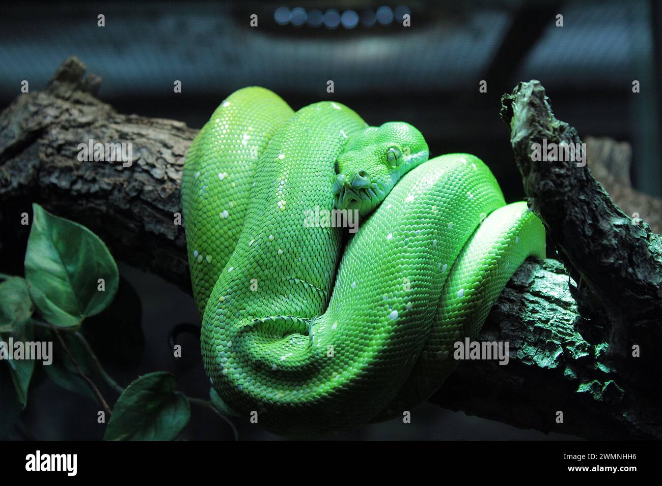 Python d'arbre vert au zoo de Pécs Banque D'Images