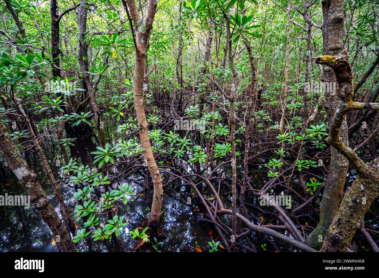 Mangroves au parc national de Jozani Chwaka Bay, Zanzibar Banque D'Images