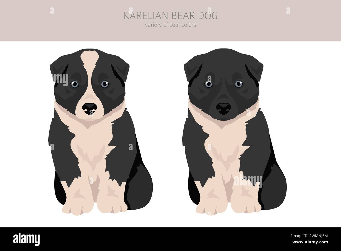 Chien d'ours de Carélian chiot clipart. Différentes poses, couleurs de manteau définies. Illustration vectorielle Illustration de Vecteur