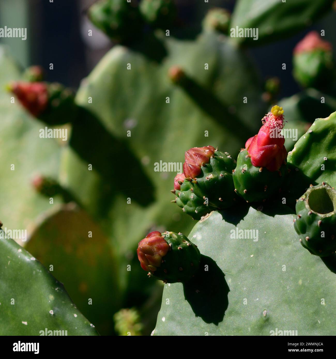 Fleur rouge et fruit non mûr d'un Opuntia cochenillifera [cactus cochenille, cactus Nopal cochenille, Opuntia cochenille, cactus Nopal, poire Prickly Syn Banque D'Images