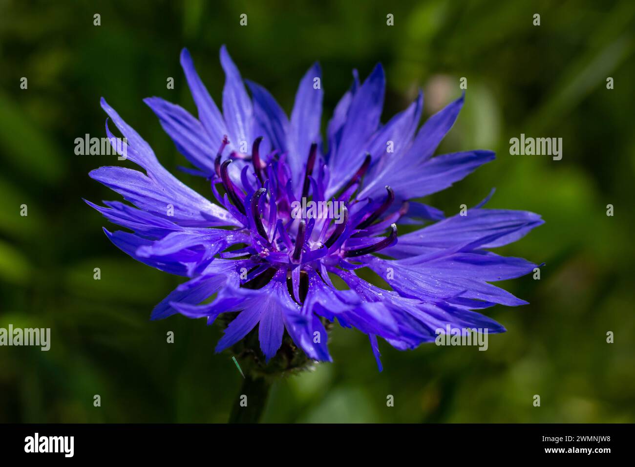 le bleuet bleu centaurea cyanus est une plante comestible. Banque D'Images