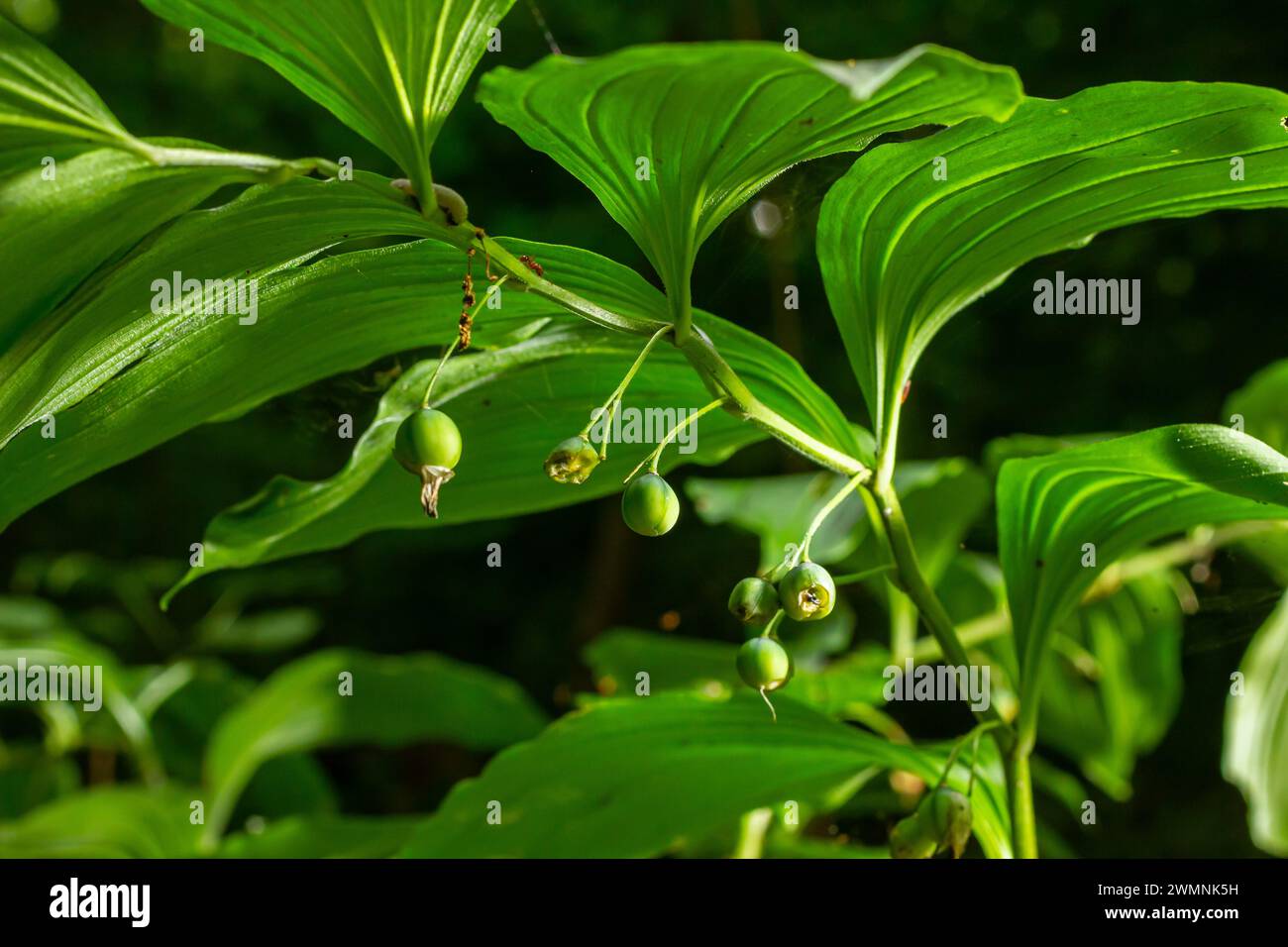 Baies non mûres du phoque d'Angular Solomon également connu sous le nom de phoque de Solomon parfumé, Polygonatum odoratum. Banque D'Images
