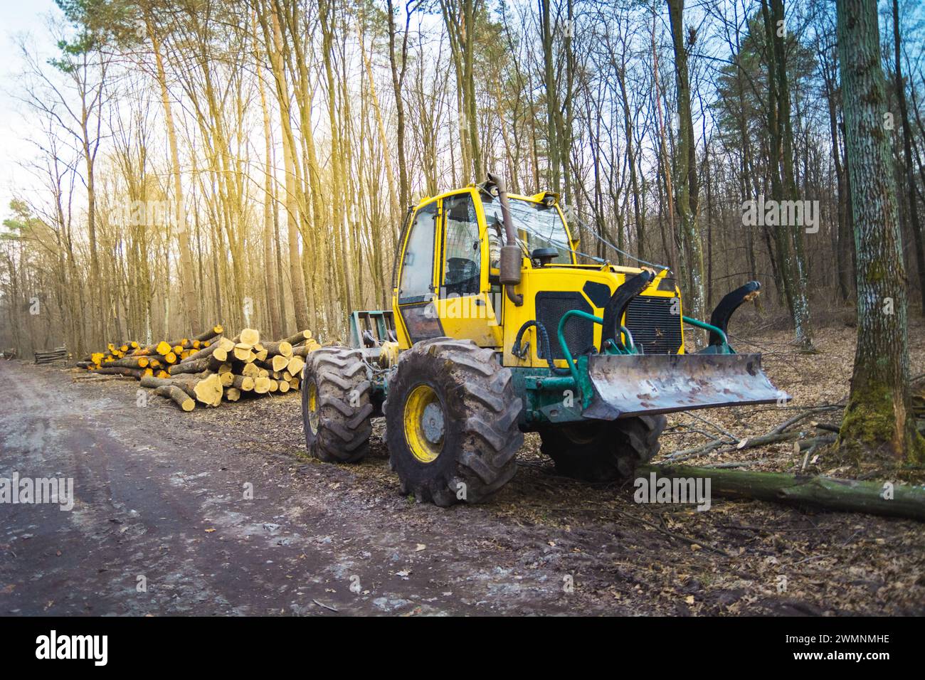 Débardeur dans la forêt, jour de printemps, Pologne orientale Banque D'Images