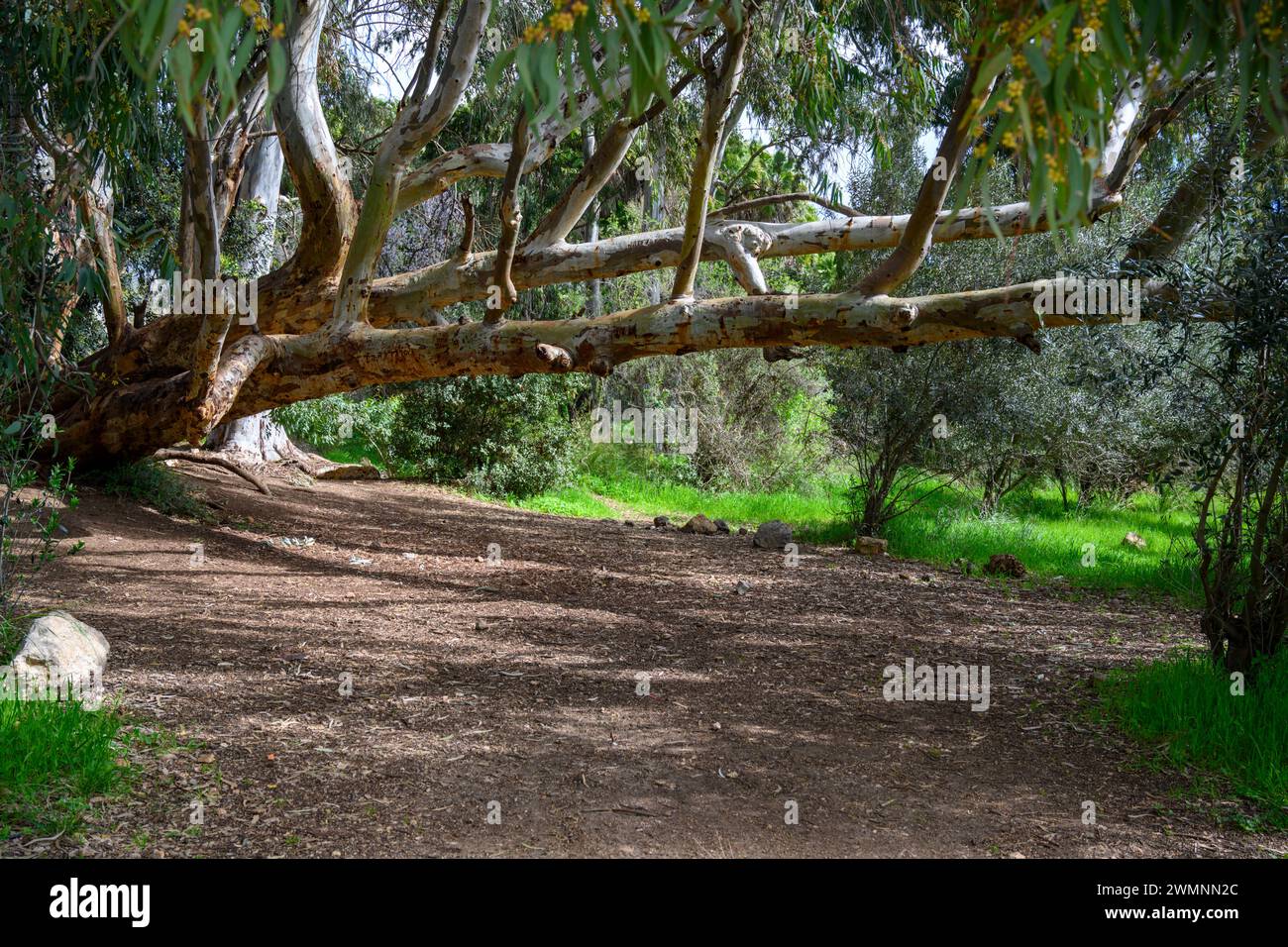 Tronc d'eucalyptus inclinable. Quelques randonneurs inconsidérés ont gravé leurs noms dans le tronc photographié dans les collines de Jérusalem, près de Beit Sheme Banque D'Images
