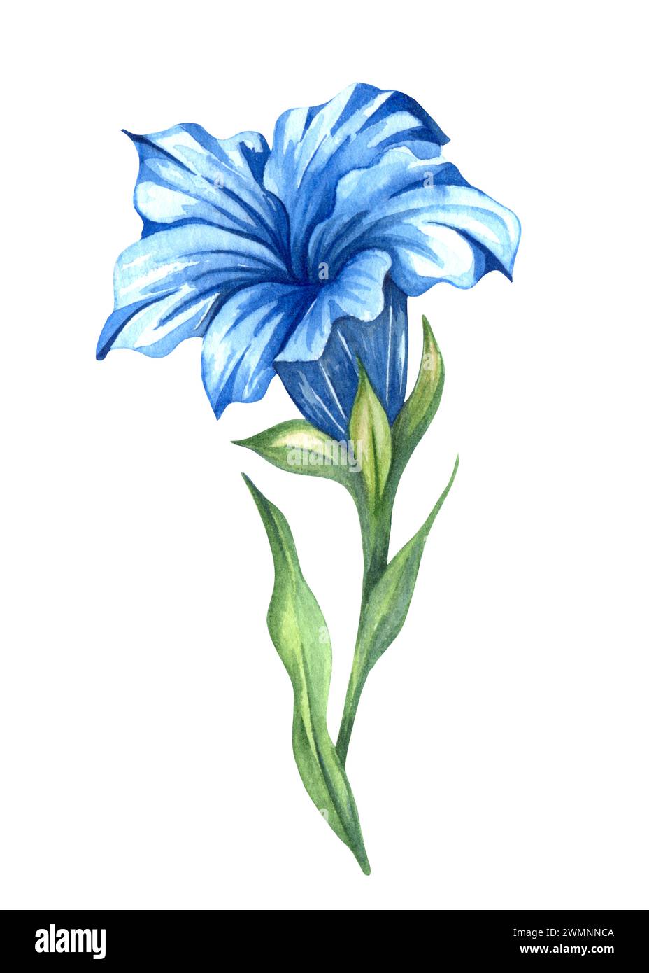 Fleurs de montagne alpine - fleur de gentiane. Aquarelle illustration dessinée à la main. Banque D'Images