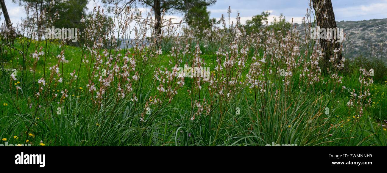 Un pré d'Asphodelus ramosus, également connu sous le nom d'asphodel ramifié, une herbe vivace dans l'ordre des asparagales. Photographié dans les collines de Jérusalem, à proximité Banque D'Images
