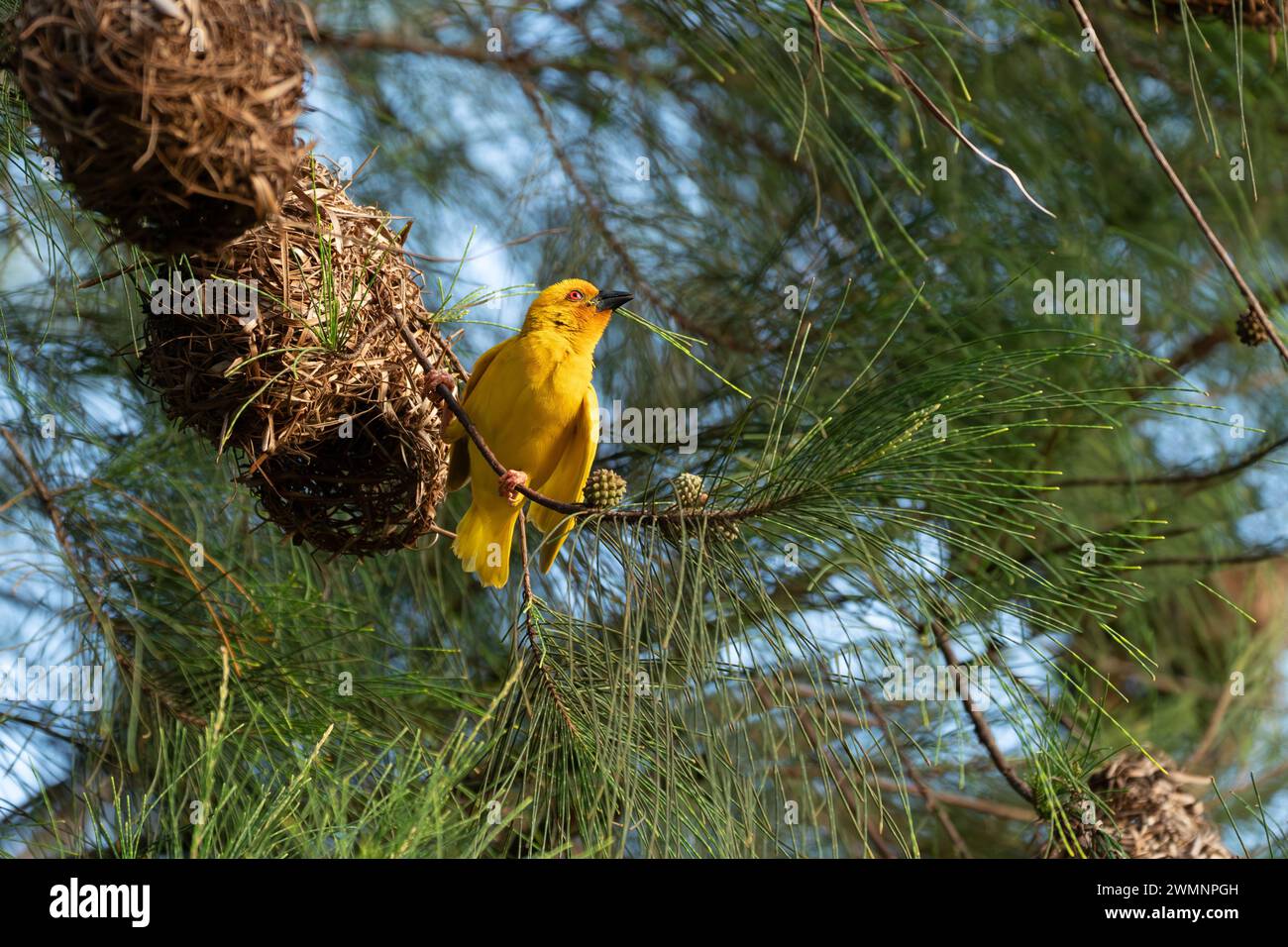 Construction du nid d'oiseau tisserand le tisserand doré de l'est (Ploceus subaureus) est une espèce d'oiseau de la famille des Ploceidae. On le trouve dans l'est et le sud Banque D'Images