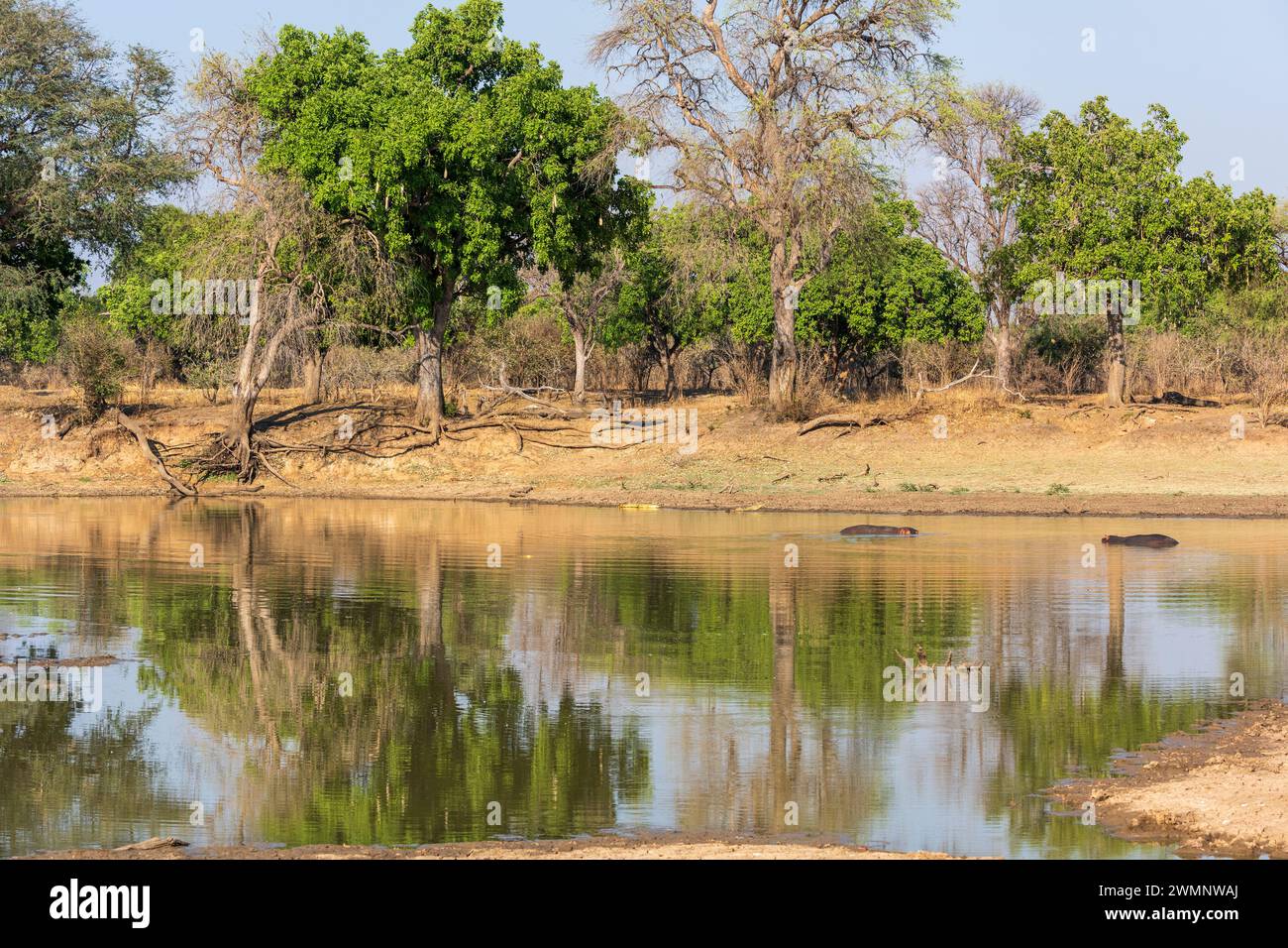 Paysage typique de savane boisée (avec des hippopotames) dans la vallée de la rivière Luangwa dans le parc national de South Luangwa en Zambie, Afrique australe Banque D'Images