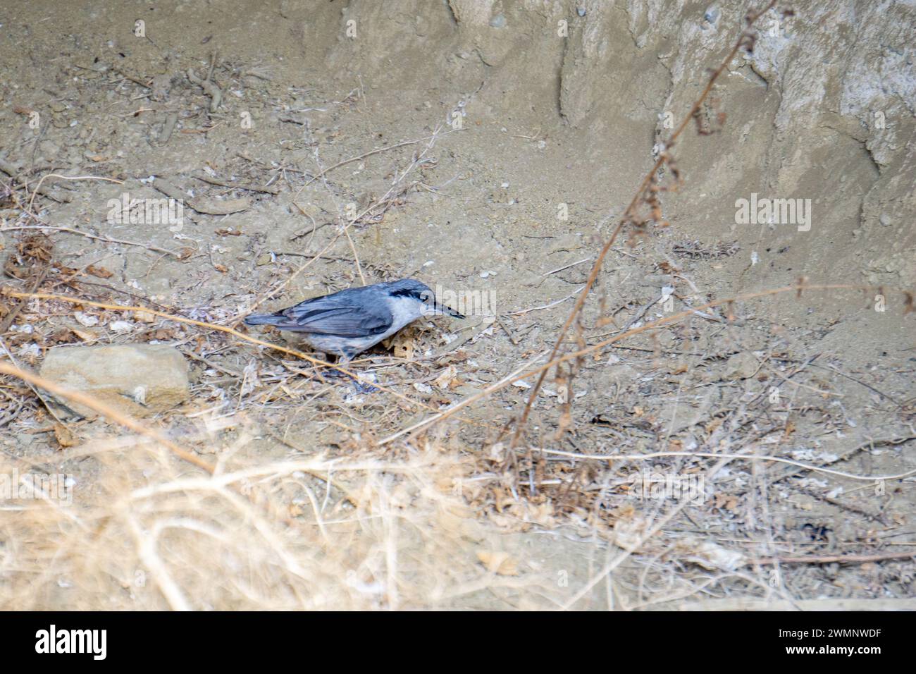 La patère de roche occidentale (Sitta neumayer) (parfois simplement connue sous le nom de patère de roche) est un petit oiseau passereau qui se reproduit de la Croatie à l'est Banque D'Images