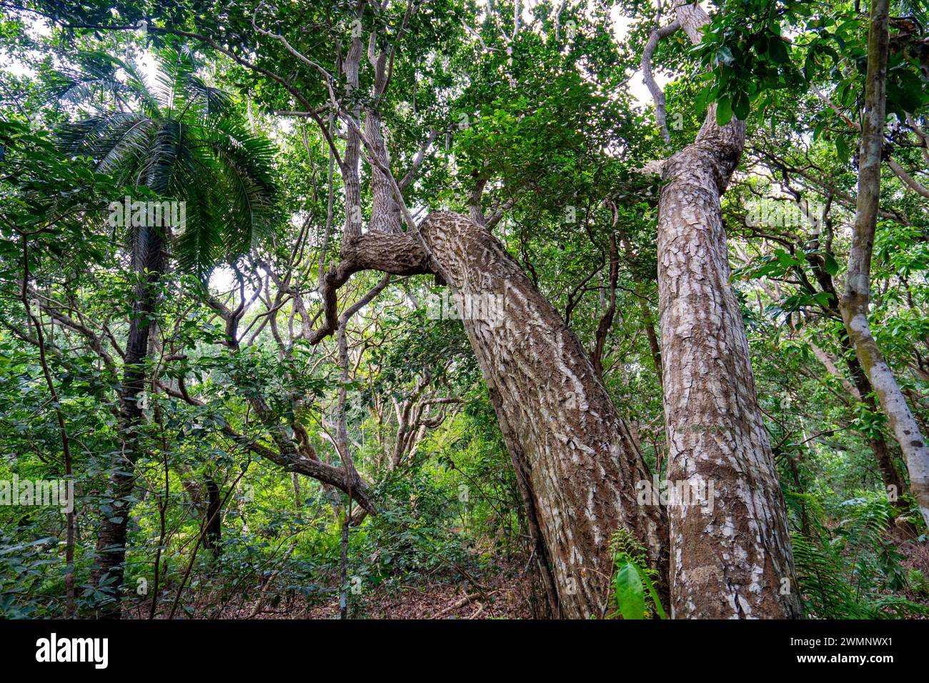 Randonnée dans le parc national de Jozani Chwaka Bay, Zanzibar Banque D'Images