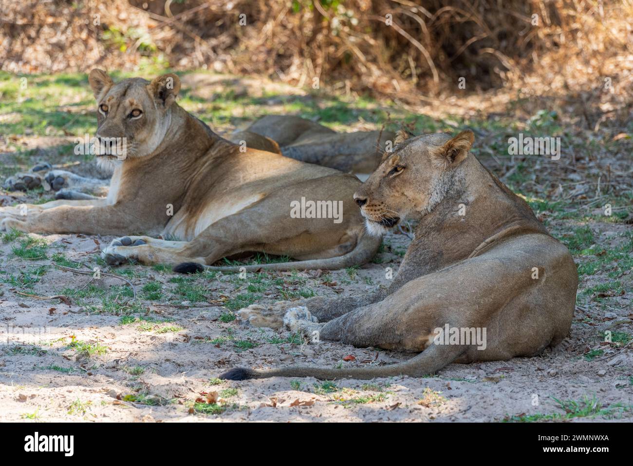 Un groupe de lions femelles (Panthera leo) reposant à l'ombre dans le parc national de South Luangwa en Zambie, Afrique australe Banque D'Images
