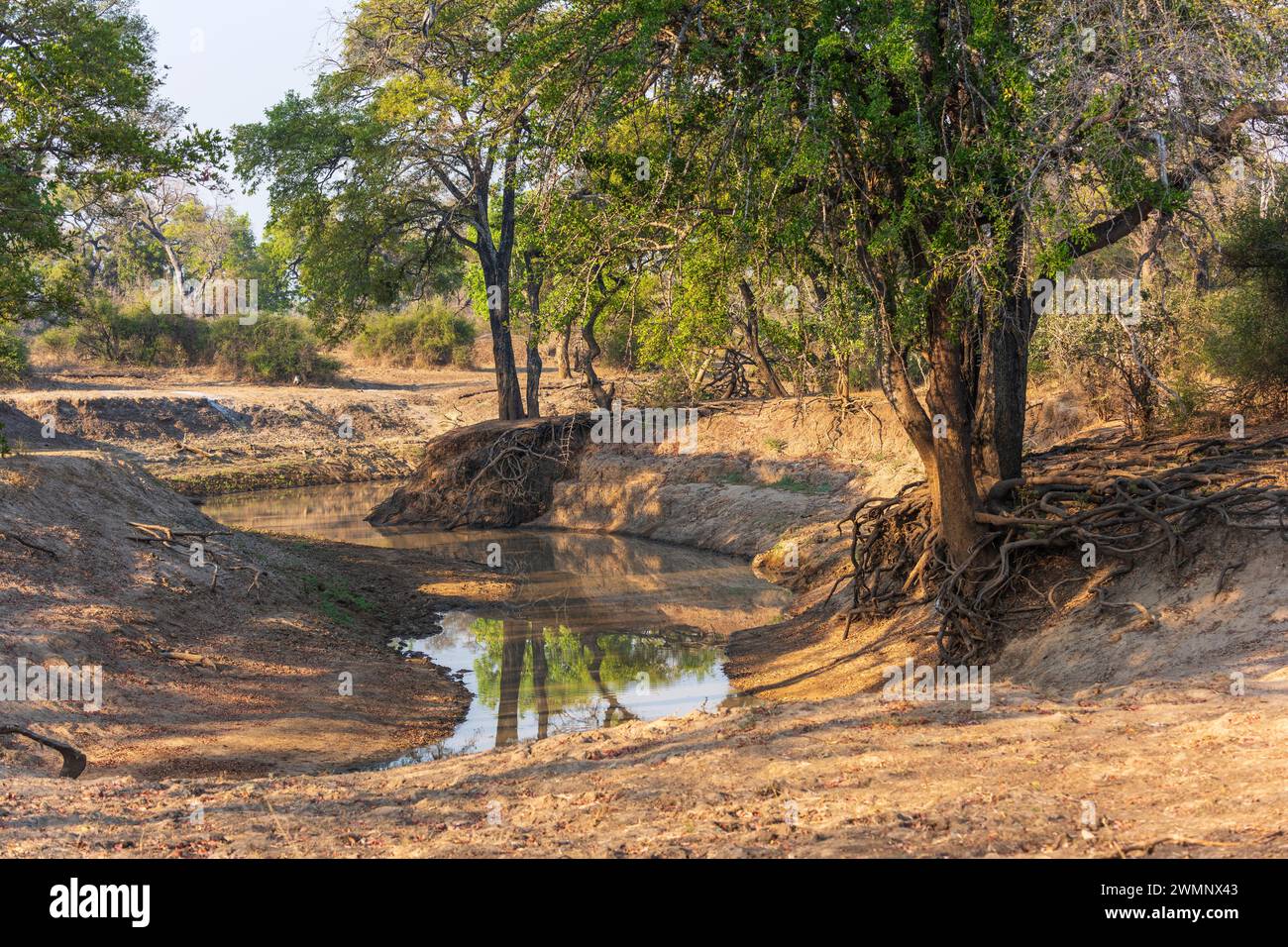 Paysage typique de savane boisée dans la vallée de la rivière Luangwa dans le parc national de South Luangwa, secteur de Nsefu, en Zambie, Afrique australe Banque D'Images