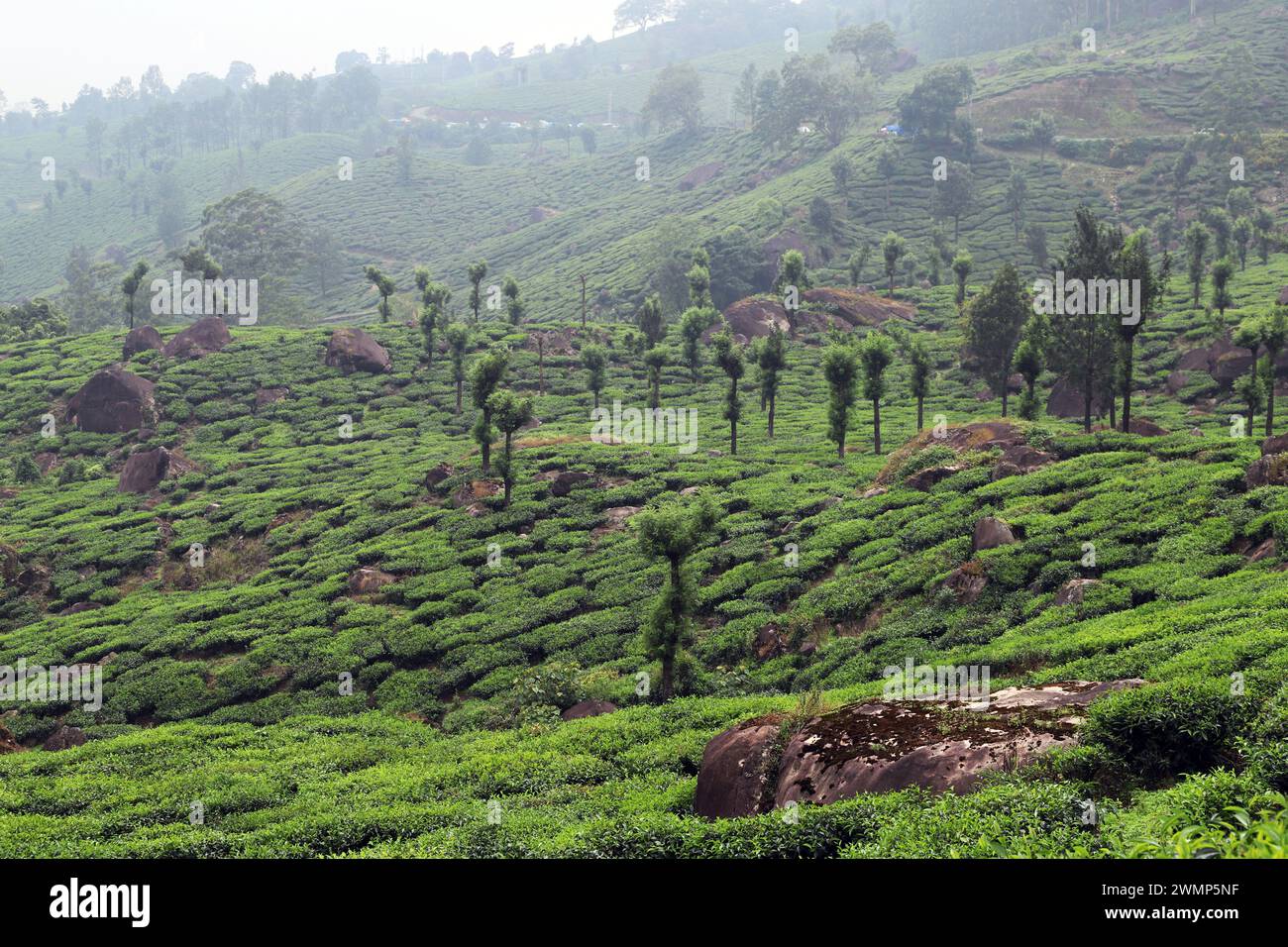 Plantations de thé sur le domaine Pullivasal près de Munnar, Kerala, Inde Banque D'Images