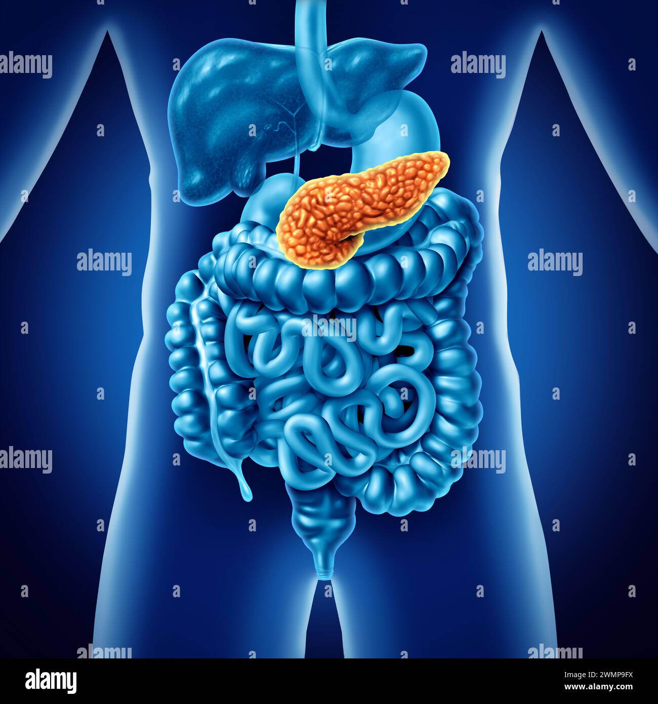 Pancréas concept médical et organe humain en tant que partie du corps de la glande digestive pancéatique avec l'estomac et l'intestin comme symbole de santé pour le système endocrinien Banque D'Images
