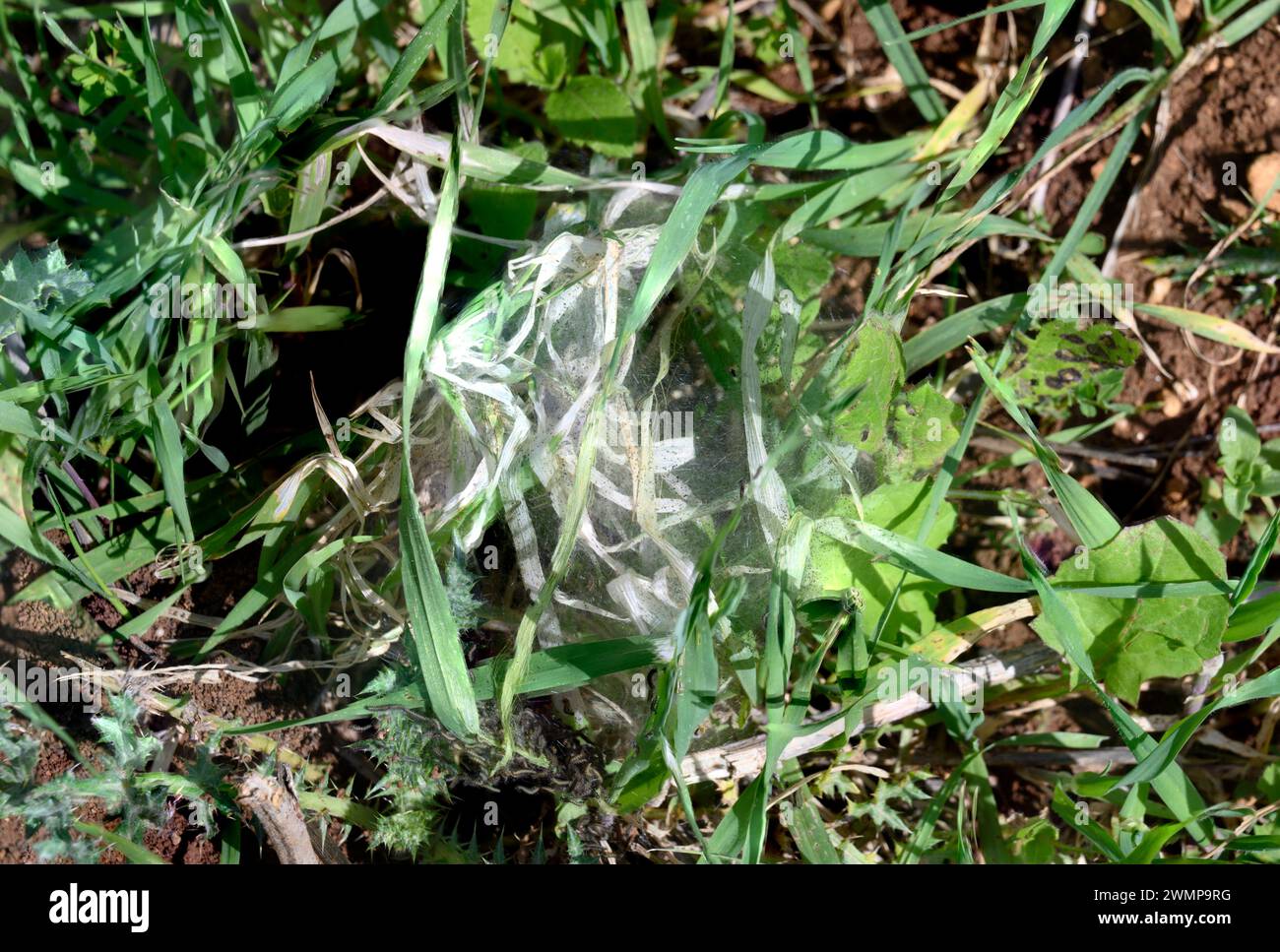 Nid de la chenille processionnaire du pin (Thaumetopoea pityocampa) dans les pins ces chenilles de papillons attaquent et mangent les aiguilles de pin, endommageant t Banque D'Images