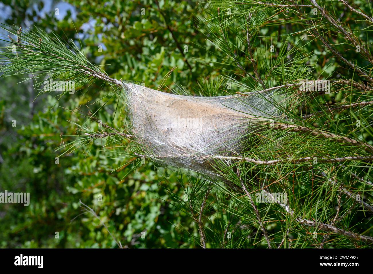 Nid de la chenille processionnaire du pin (Thaumetopoea pityocampa) dans les pins ces chenilles de papillons attaquent et mangent les aiguilles de pin, endommageant t Banque D'Images