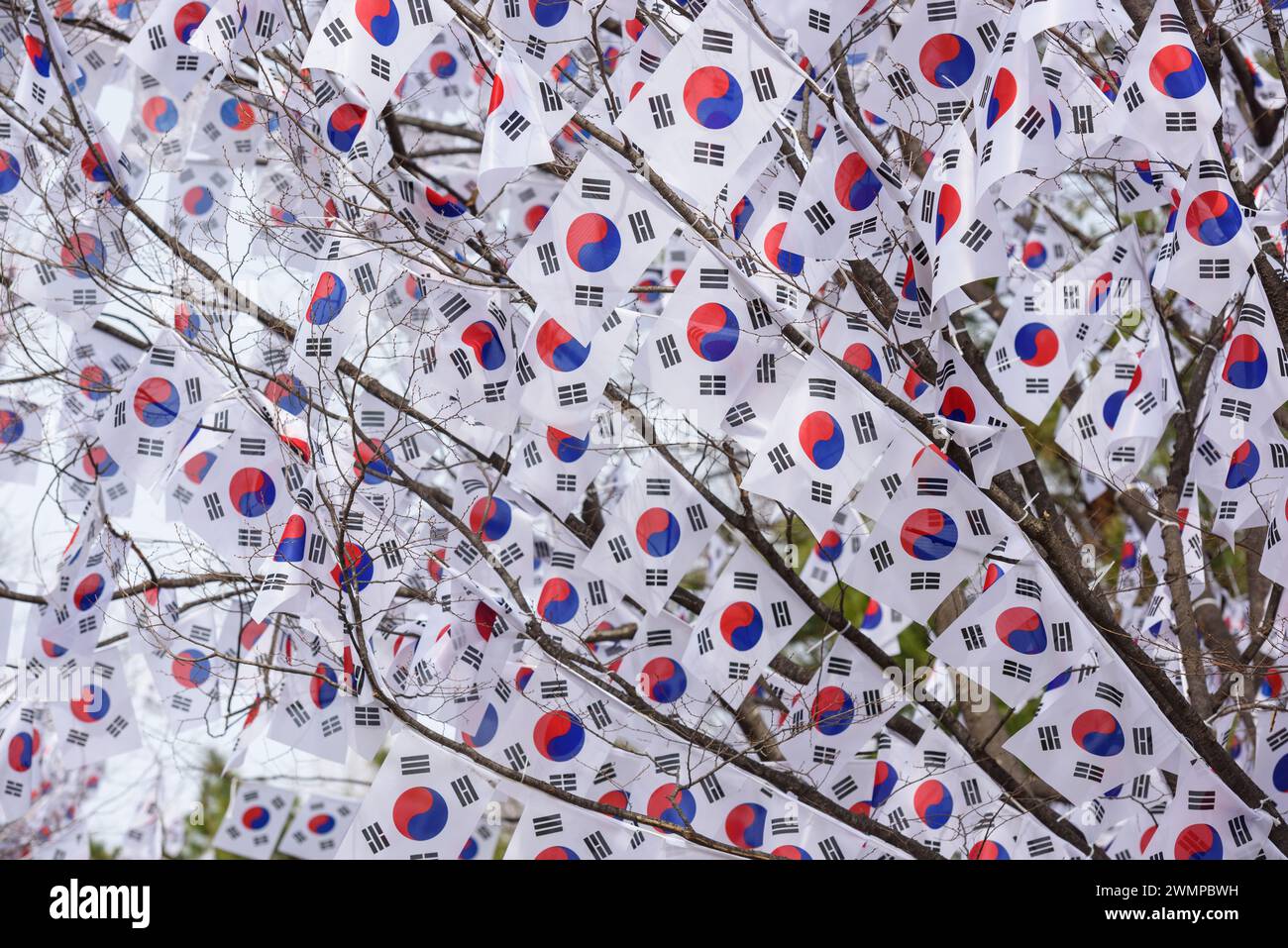 Séoul, Corée du Sud. 27 février 2024. Les arbres sont décorés de Taegeukgi, les drapeaux nationaux de la Corée du Sud à l'entrée du parc Hyochang dans le centre de Séoul pour commémorer le jour du mouvement pour l'indépendance de la Corée. Le jour du mouvement pour l'indépendance coréenne, également connu sous le nom de mouvement du 1er mars, est un important mouvement de protestation des Coréens au début de 1919 pour réclamer l'indépendance du Japon et la fin de l'assimilation forcée dans la culture japonaise. Crédit : SOPA images Limited/Alamy Live News Banque D'Images
