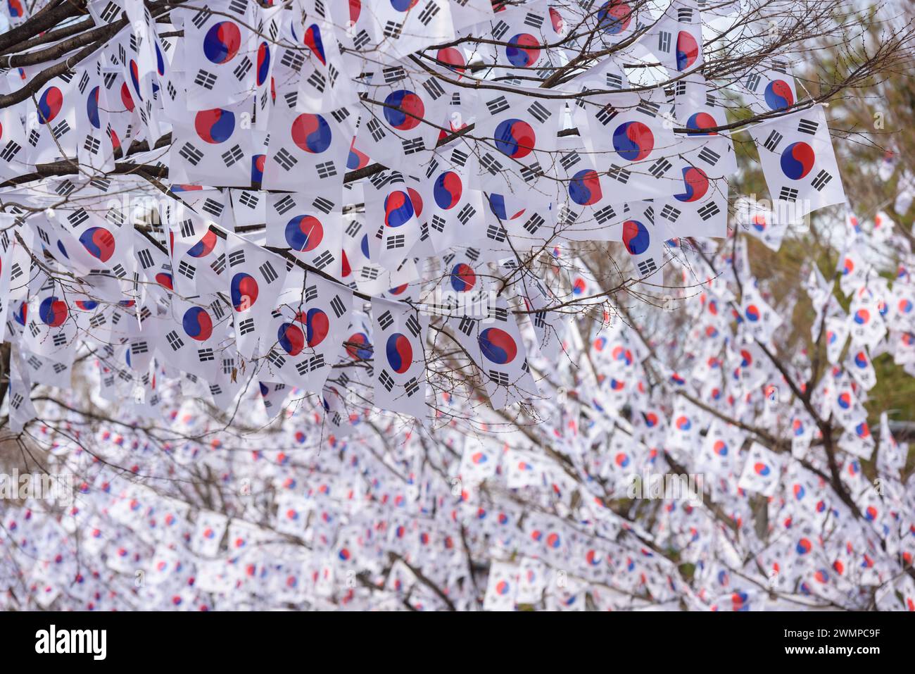 Séoul, Corée du Sud. 27 février 2024. Les arbres sont décorés de Taegeukgi, les drapeaux nationaux de la Corée du Sud à l'entrée du parc Hyochang dans le centre de Séoul pour commémorer le jour du mouvement pour l'indépendance de la Corée. Le jour du mouvement pour l'indépendance coréenne, également connu sous le nom de mouvement du 1er mars, est un important mouvement de protestation des Coréens au début de 1919 pour réclamer l'indépendance du Japon et la fin de l'assimilation forcée dans la culture japonaise. (Photo de KIM Jae-Hwan/SOPA images/Sipa USA) crédit : Sipa USA/Alamy Live News Banque D'Images