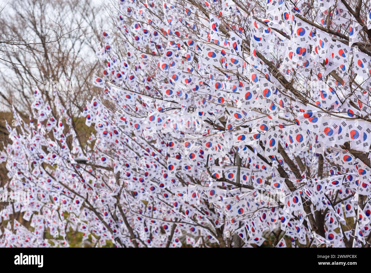 Séoul, Corée du Sud. 27 février 2024. Les arbres sont décorés de Taegeukgi, les drapeaux nationaux de la Corée du Sud à l'entrée du parc Hyochang dans le centre de Séoul pour commémorer le jour du mouvement pour l'indépendance de la Corée. Le jour du mouvement pour l'indépendance coréenne, également connu sous le nom de mouvement du 1er mars, est un important mouvement de protestation des Coréens au début de 1919 pour réclamer l'indépendance du Japon et la fin de l'assimilation forcée dans la culture japonaise. (Photo de KIM Jae-Hwan/SOPA images/Sipa USA) crédit : Sipa USA/Alamy Live News Banque D'Images