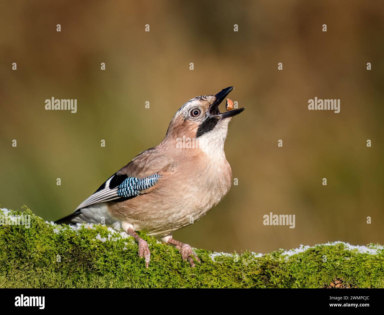 Eurasian Jays en hiver dans le centre du pays de Galles Banque D'Images