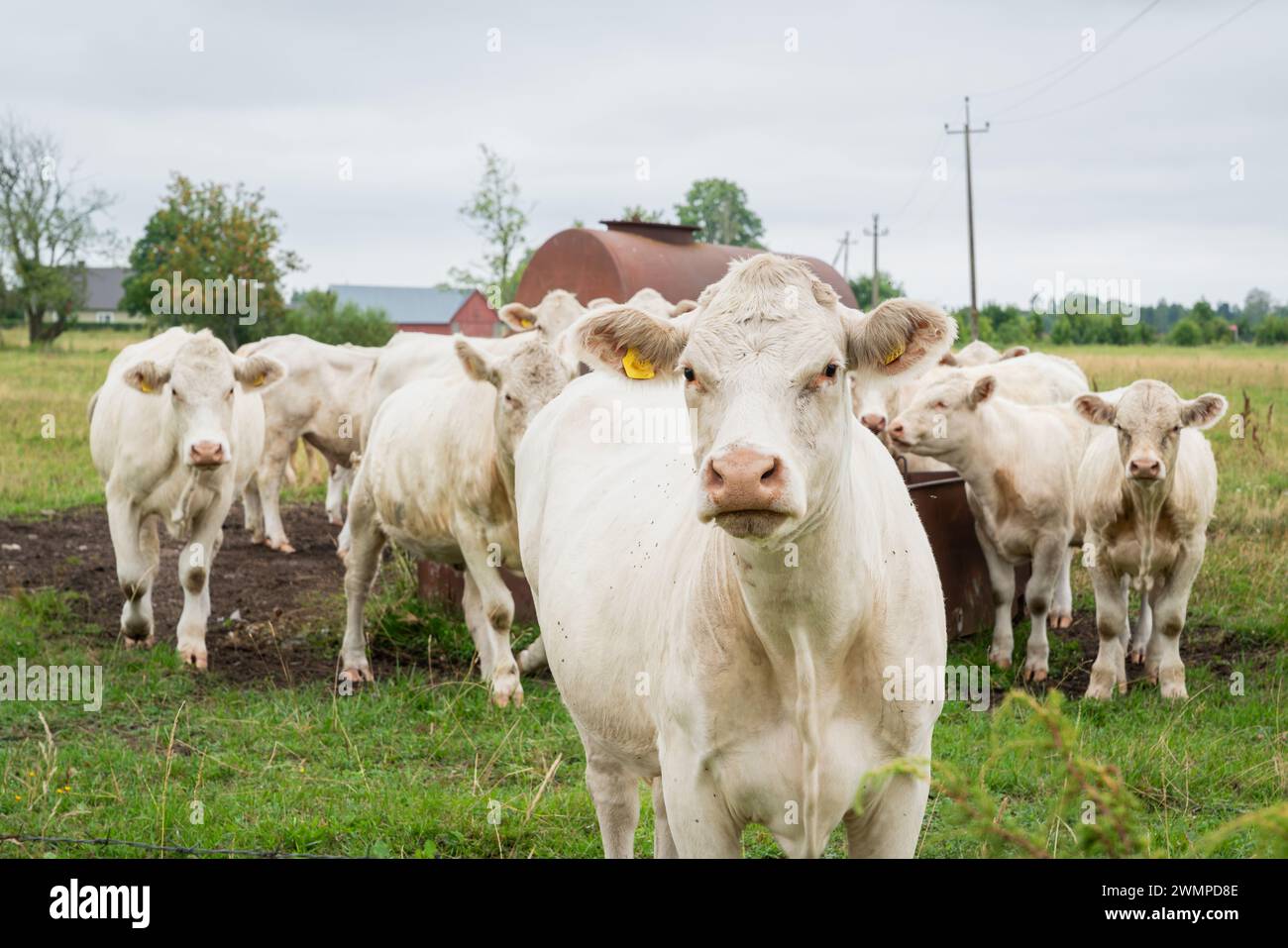 Bovins charolais de couleur crème. Gros plan d'un curieux bétail charolais. Banque D'Images