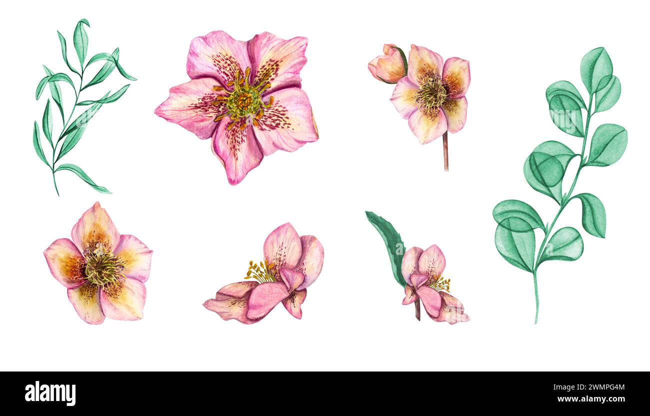 Ensemble avec des fleurs et des feuilles dans les couleurs rose et menthe. Têtes de fleurs d'Helleborus, branches d'eucalyptus. Plantes printanières, fleurs, herbes. Banque D'Images