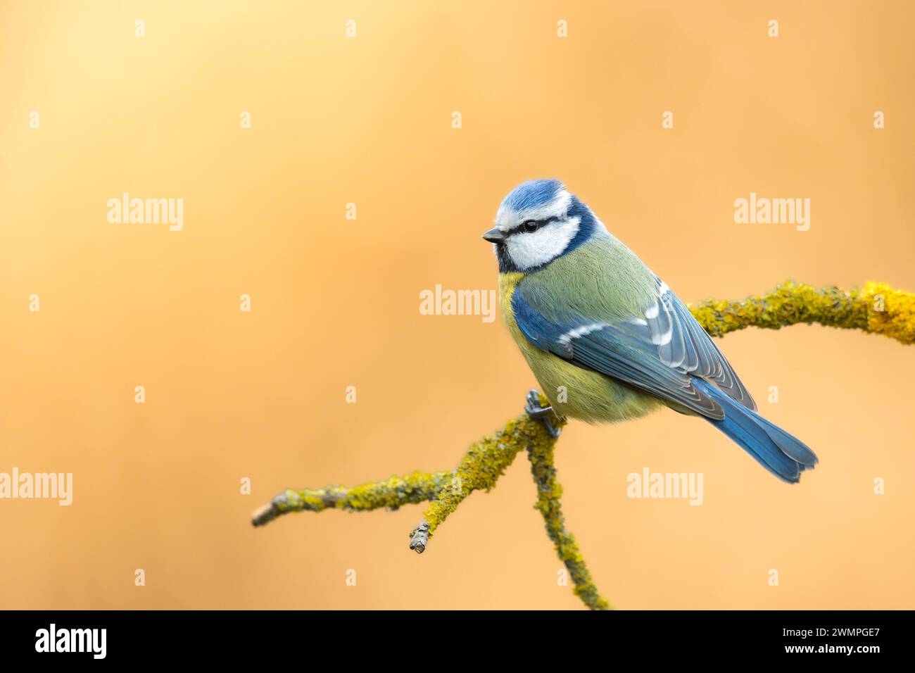 Oiseau - Blue Tit Cyanistes caeruleus perché sur l'arbre, Pologne Europe Banque D'Images