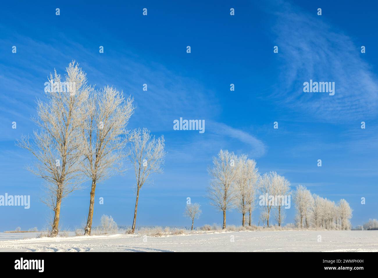 Paysage hiver glacial journée ensoleillée, ciel bleu, arbres couverts de gel, Pologne Europe Banque D'Images