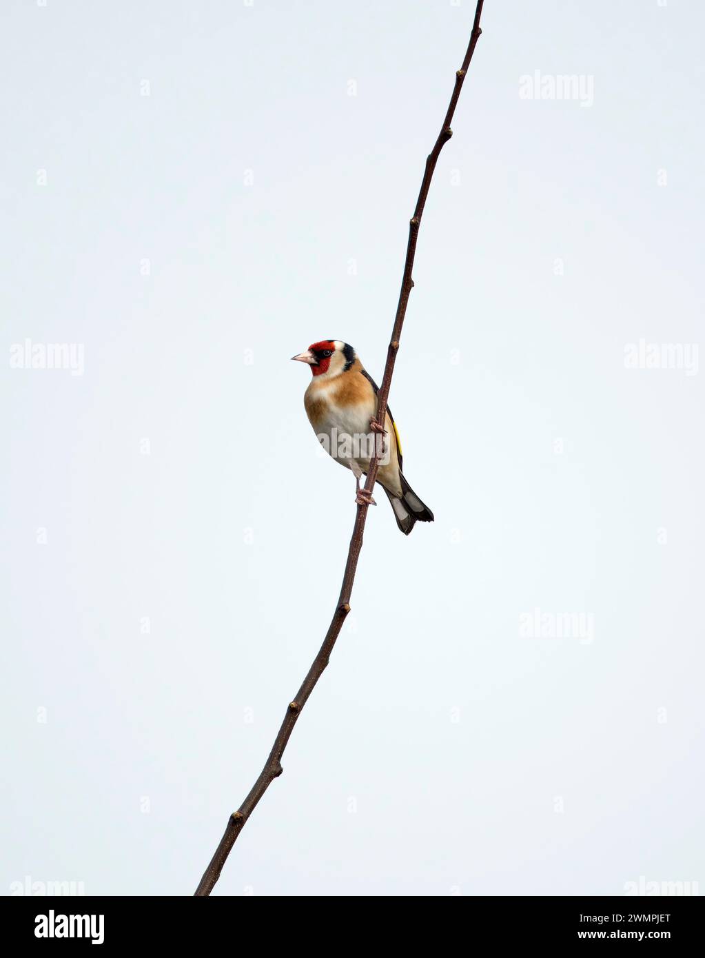 Goldfinch perché sur une brindille. West Molesey, Surrey, Angleterre. Banque D'Images