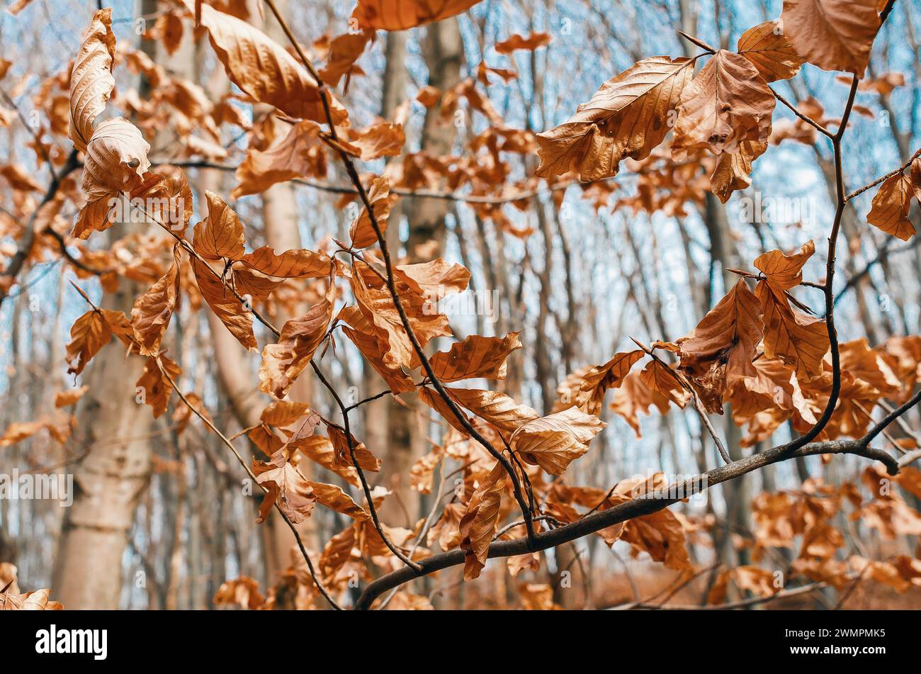 Feuilles de hêtre jaunies sèches sur les branches d'arbres en forêt au printemps Banque D'Images