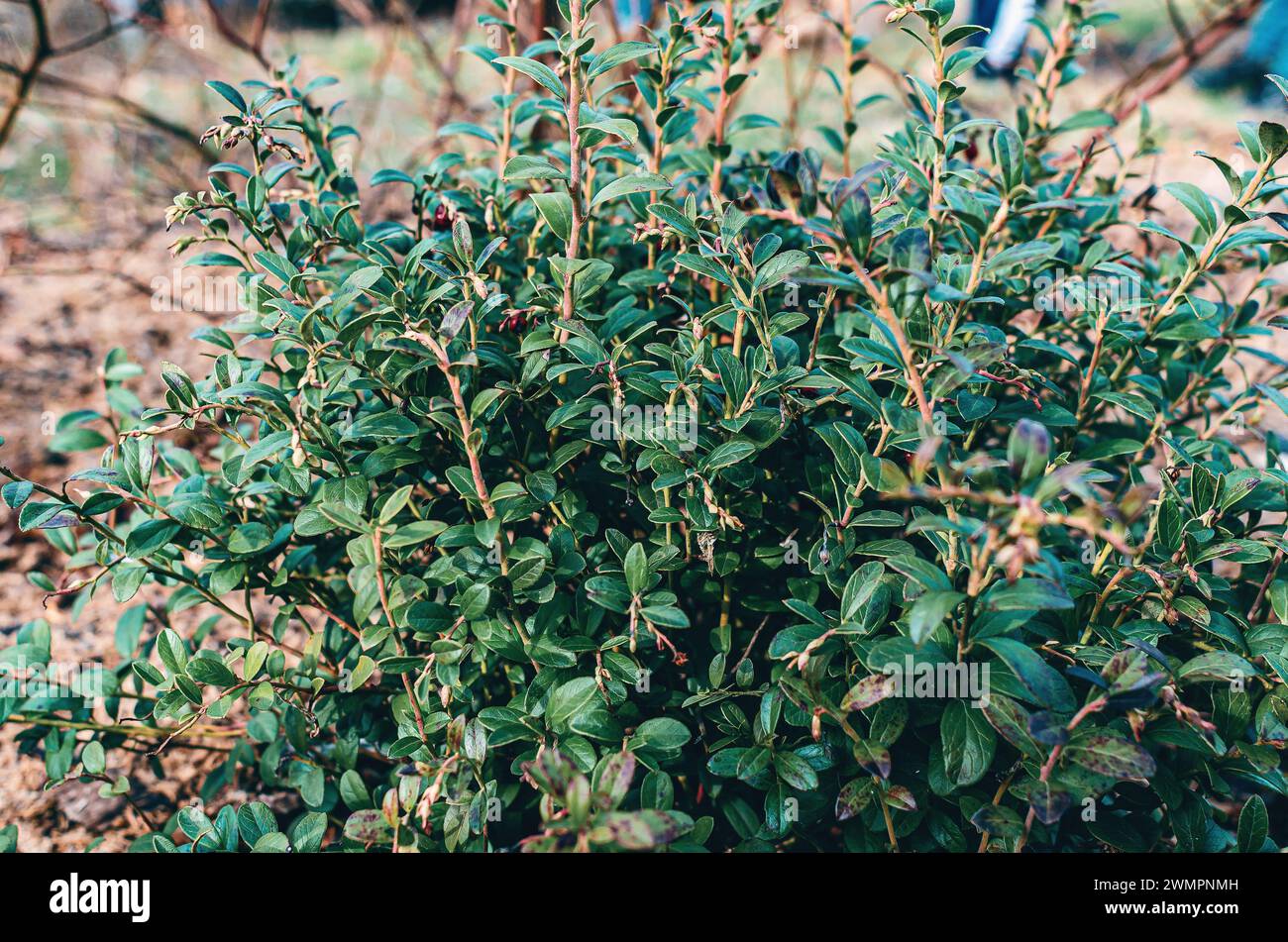Buisson de myrte dans le jardin dans le jardin. Jeune myrte buisson Banque D'Images