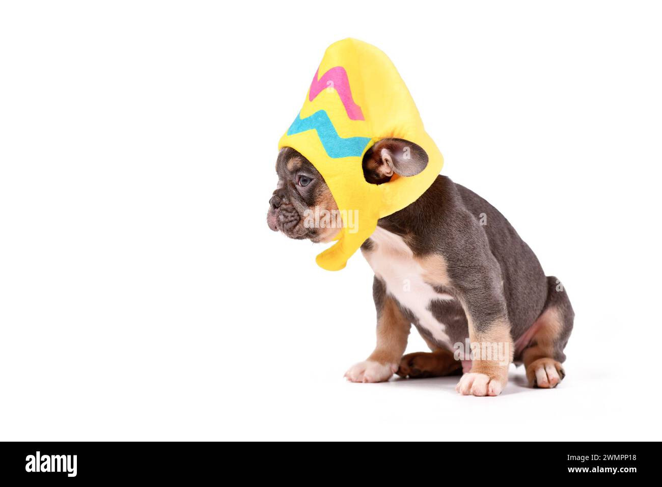 Blue Tan chien bouledogue français chiot portant chapeau de costume d'oeuf de Pâques sur fond blanc Banque D'Images