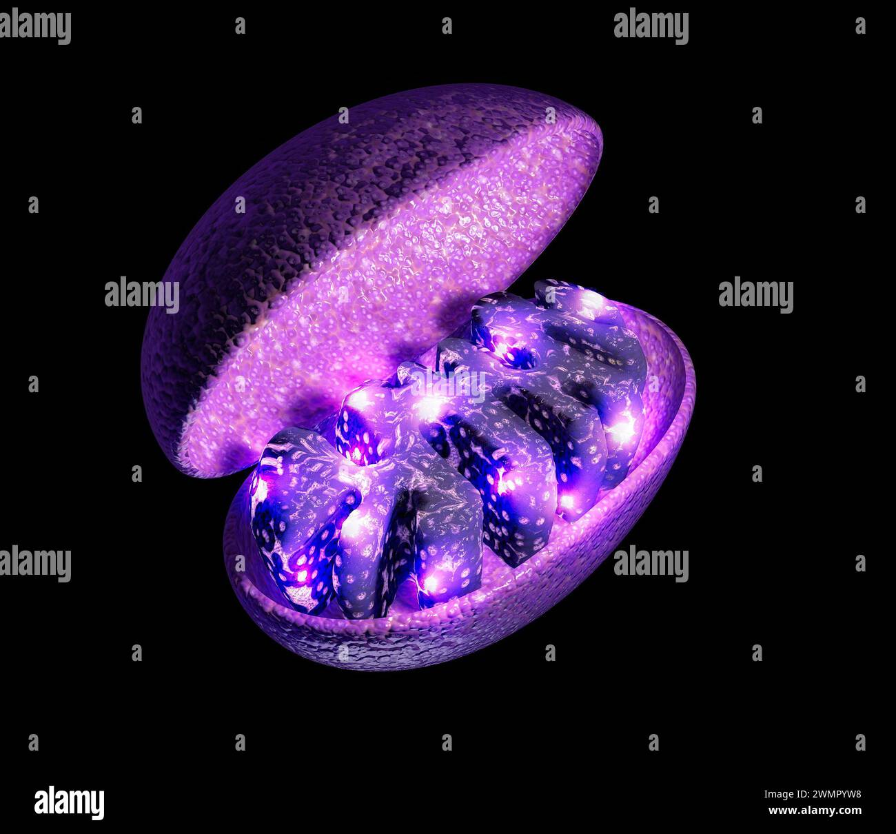 Les mitochondries sont les organites responsables de la production de l'énergie nécessaire à la croissance et à la reproduction de la cellule. rendu 3d. Banque D'Images